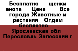 Бесплатно !!! щенки енота!! › Цена ­ 1 - Все города Животные и растения » Отдам бесплатно   . Ярославская обл.,Переславль-Залесский г.